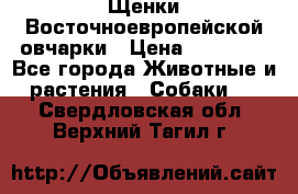 Щенки Восточноевропейской овчарки › Цена ­ 25 000 - Все города Животные и растения » Собаки   . Свердловская обл.,Верхний Тагил г.